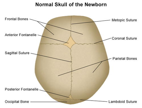 An image showing a typical-normal newborn’s skull image photo picture
