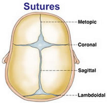 The different types of skull sutures image photo picture