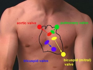 location physiology exact valves mitral stething tricuspid heartbeat kardiovaskular cardiovascular sel membawa