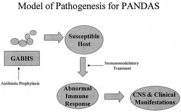 Model of pathogenesis for PANDAS image photo picture