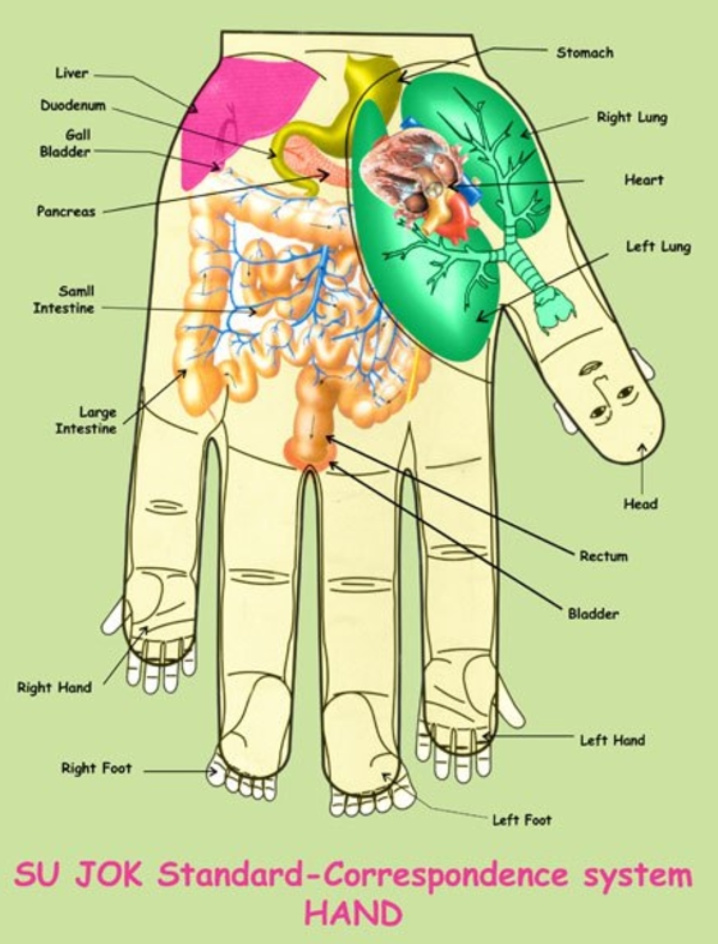 What is Sujok Therapy ? Benefits and Acupressure Points chart